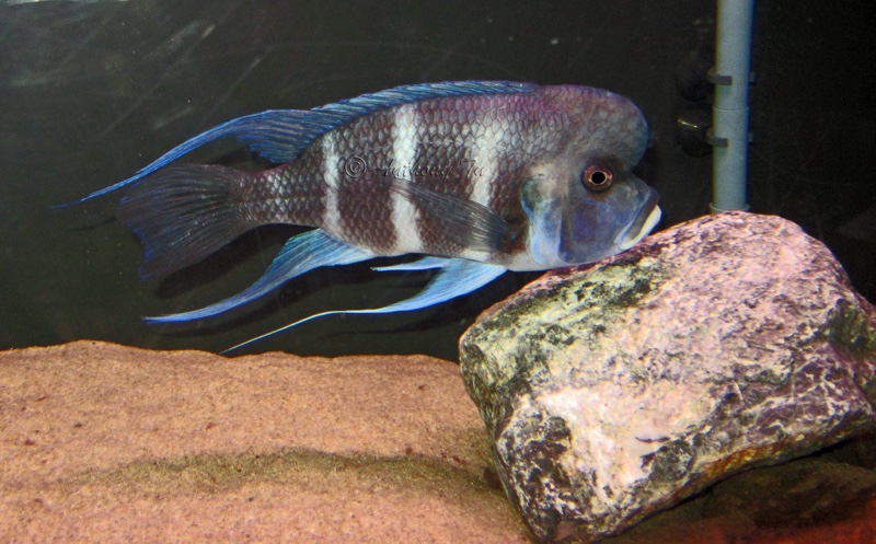 Cyphotilapia gibberosa 'Cape Nangu'
